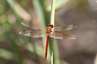 Dragonflies