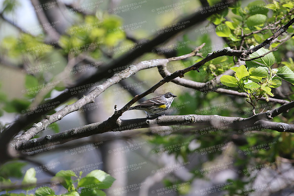 Yellow-rumped Warbler (Myrtle var.) - Female