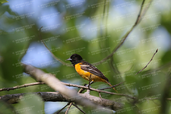 Baltimore Oriole-female