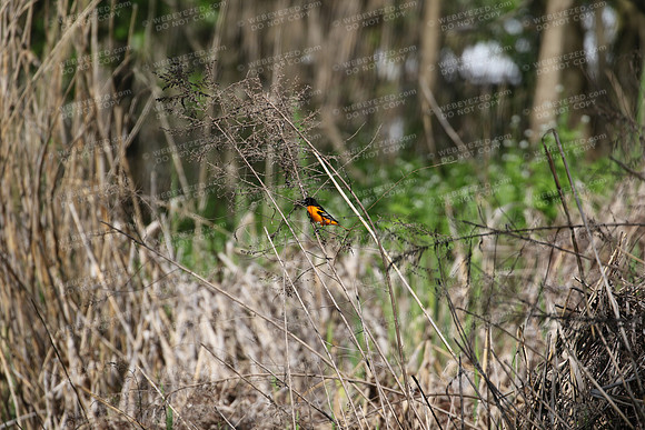 Baltimore Oriole-male