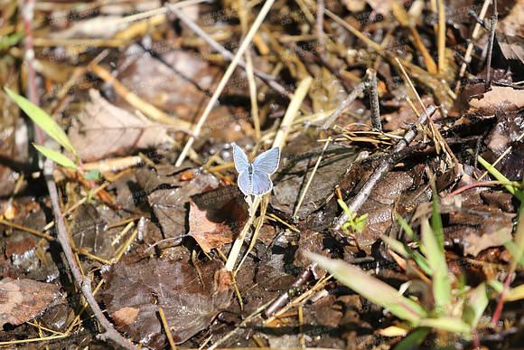 Eastern Tailed Blue