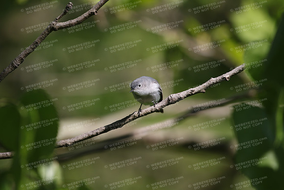 Blue-Gray Gnatcatcher