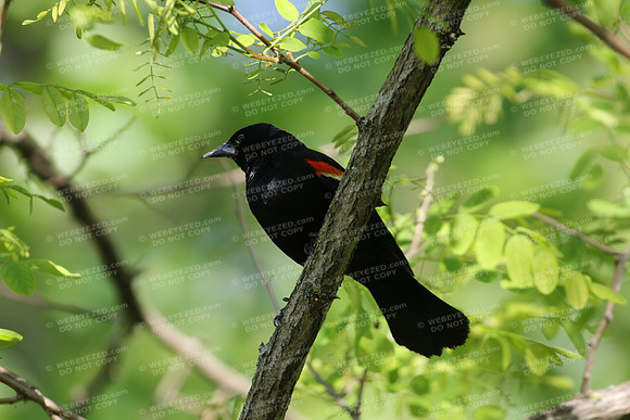 Red Winged Black Bird