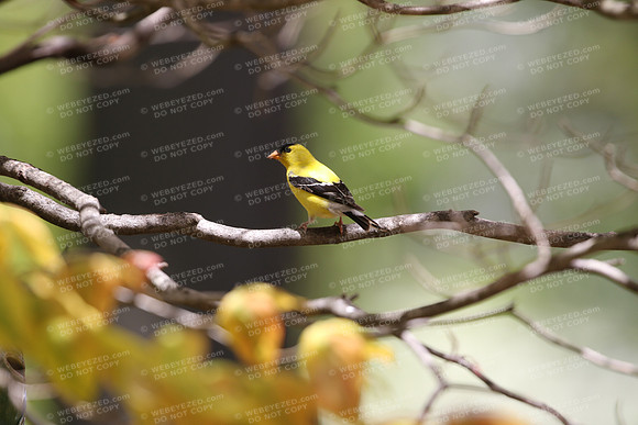 Gold Finch