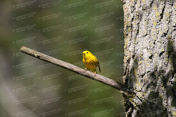 Yellow Warbler