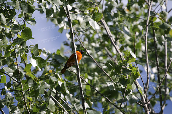 Baltimore Oriole-male