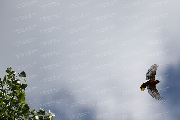 In Flight - Baltimore Oriole-male