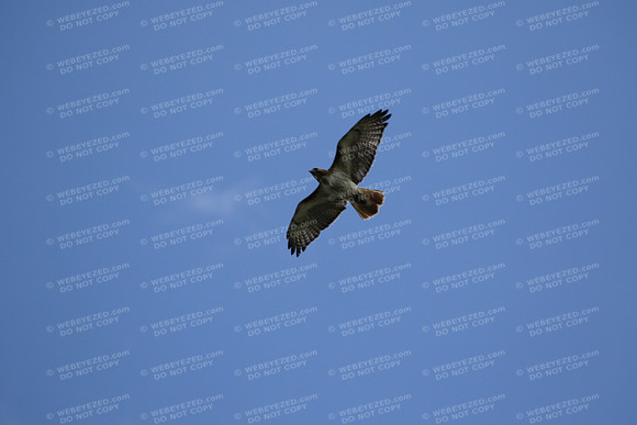 Red Tailed Hawk