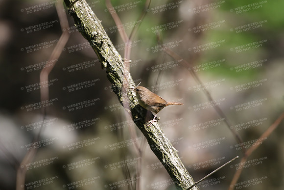 House Wren