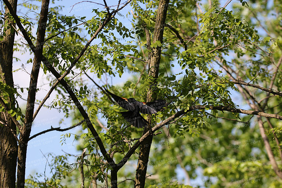 Red Winged Black Bird