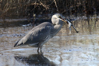 Manasquan Reservoir