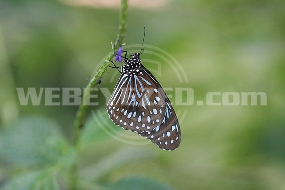 Blue Glassy Tiger Butterfly