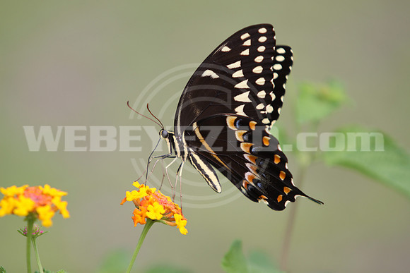 Palamedes Swallowtail