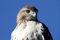 Raptor