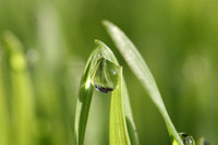 Morning Dew