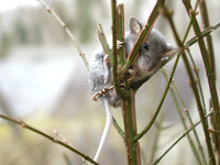 Misc Animals